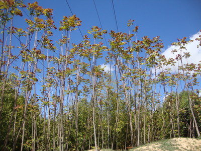 L'Ailante glanduleux