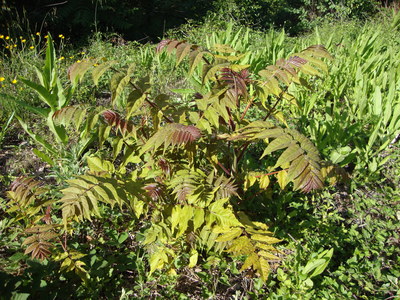 L'Ailante glanduleux