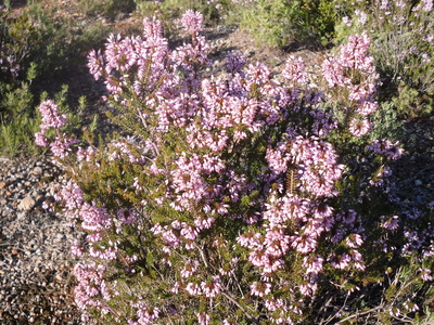 La Bruyère à fleurs nombreuses (Erica multiflora)