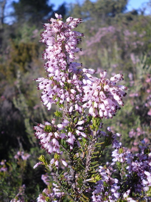 La Bruyère à fleurs nombreuses