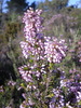 La Bruyère à fleurs nombreuses