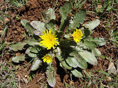 Le Pissenlit luisant (Taraxacum obovatum)