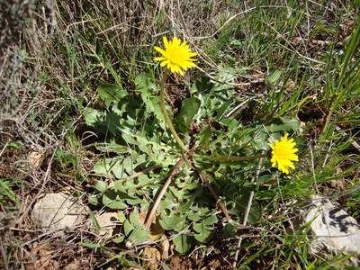 Le Pissenlit luisant