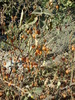 La Morelle orangée (Solanum villosum)