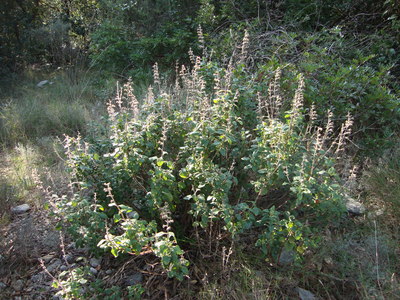 La Germandrée petit-chêne (Teucrium chamaedrys)