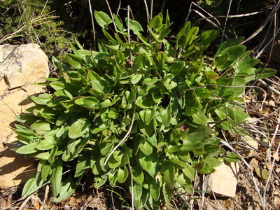 L'Oseille commune (Rumex acetosa)