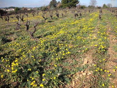 Le Crépis de Nîmes