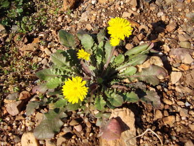 Le Crépis de Nîmes