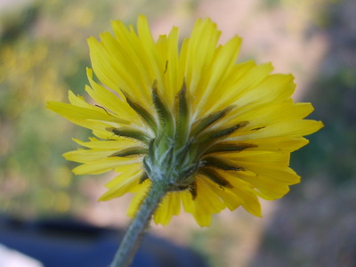 Le Crépis de Nîmes