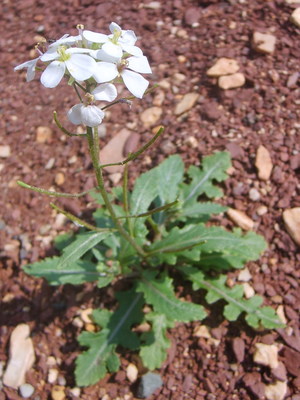 Le Diplotaxis (Diplotaxis erucoides)