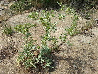 Le Panicaut champêtre (Eryngium campestre)
