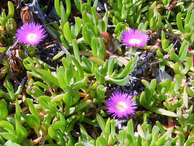 La Figue des Hottentots (Carpobrotus edulis)