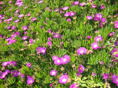 La Figue des Hottentots