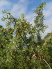 Le Genévrier Cade (Juniperus oxycedrus)