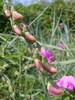 La Gesse à larges feuilles (Lathyrus latifolius)