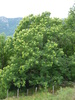 Le Châtaignier (Castanea sativa)