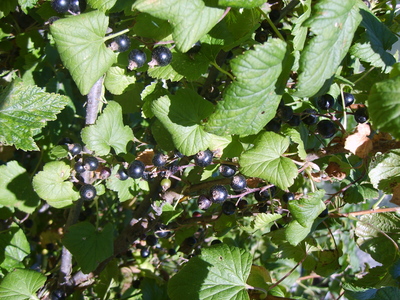 Le Cassissier (Ribes nigrum)
