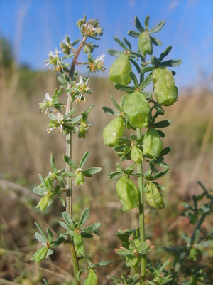 Le Réséda de Jacquin (Reseda jacquini)