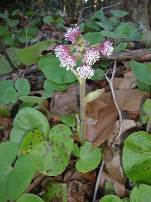 Le Pétasite des Pyrénées (Petasites pyrenaicus)