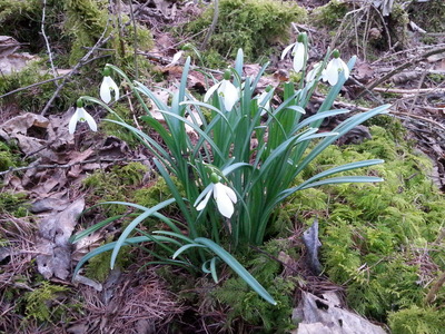 La Perce-neige (Galanthus nivalis)