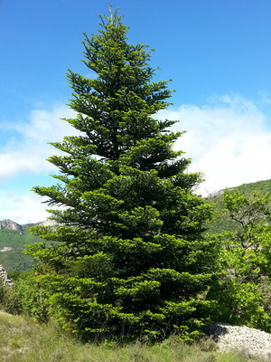 Le Sapin blanc (Abies alba)