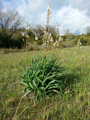 L'Asphodèle ramifié