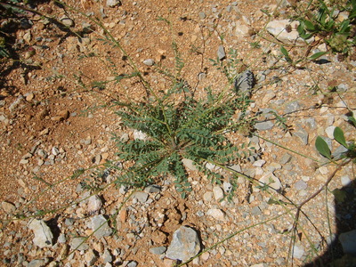 La Pimprenelle (Sanguisorba minor)