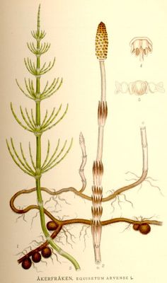 La Prêle des champs, Equisetum arvense