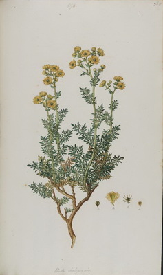 La Rue de Chalep, Ruta chalepensis