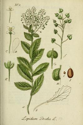 Le Brocoli sauvage, Cardaria draba