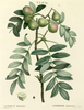 Le Sorbier domestique, Sorbus domestica
