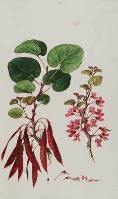L'Arbre de Judée, Cercis siliquastrum