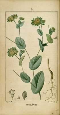 Le Buplèvre raide, Bupleurum rigidum