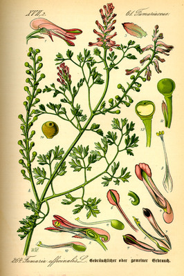 La Fumeterre, Fumaria officinalis