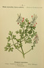 La Fumeterre, Fumaria officinalis
