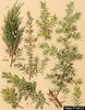 Le Genévrier commun, Juniperus communis