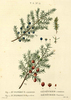 Le Genévrier commun, Juniperus communis