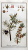 Le Genévrier commun, Juniperus communis