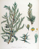 Le Genévrier commun, Juniperus communis
