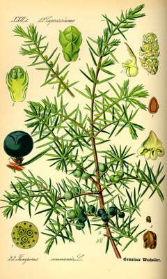 Le Genévrier commun, Juniperus communis