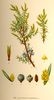Le Genévrier commun, Juniperus communis