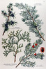Le Genévrier commun, Juniperus communis