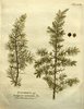 Le Genévrier commun, Juniperus communis