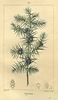Le Genévrier commun, Juniperus communis