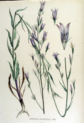La Campanule raiponce, Campanula rapunculus