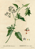 La Morelle douce-amère, Solanum dulcamara