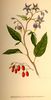 La Morelle douce-amère, Solanum dulcamara