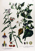 La Morelle douce-amère, Solanum dulcamara