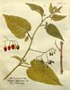 La Morelle douce-amère, Solanum dulcamara