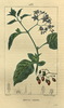 La Morelle douce-amère, Solanum dulcamara